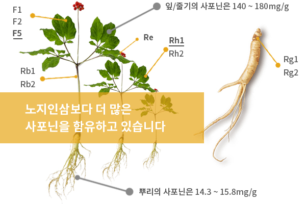 산소수인삼 이미지